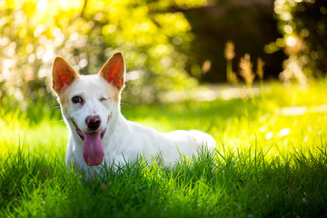 The dog with disabilities so cute in the garden in summer