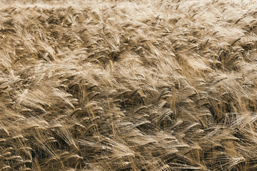 Ripe wheat field, natural background