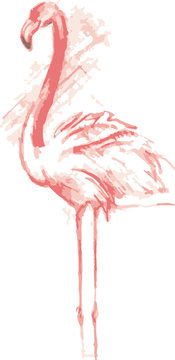 Color sketch of pink flamingos © soul_romance