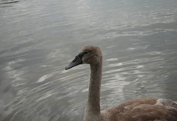  young swan cygnus olor