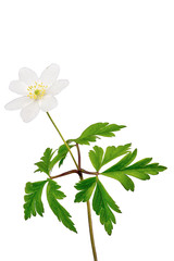 windflower (Anemone nemorosa) on a white background