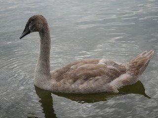  young swan cygnus olor