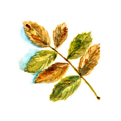 Rowan branch with autumn leaves in brown and green colors. Watercolor, paper. Seasonal garden illustration. Botanical painting for prints, design, interior, manufacturing, posters, textile, fabric.