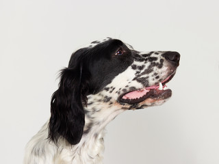 Portrait profile english setter dog looking