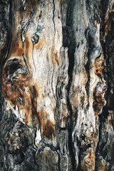 abstract detail of an old tree trunk