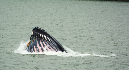 Humpback Whale surface eating