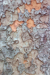 Tree textured background