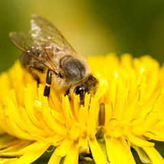 Honigbiene auf Löwenzahnblüte