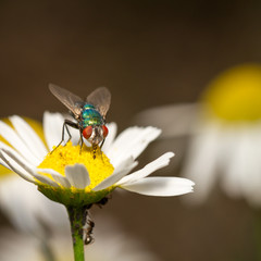 Goldfliege (Lucilia sericata), Schmeißfliege (Calliphoridae)