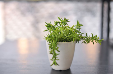 Beautiful flower in a vase. Elements of the interior of a cozy cafe. Background in bokeh
