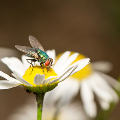 Goldfliege (Lucilia sericata), Schmeißfliege (Calliphoridae)