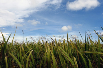 paddy field