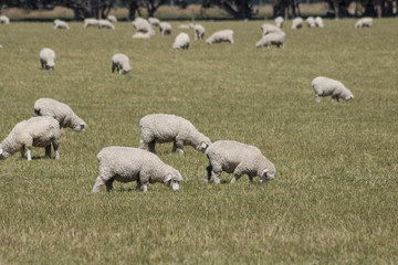 New Zealand sheep out to grass