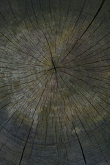 Wood texture of pruned tree