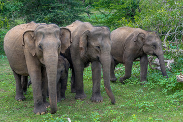 Portrait of Wildlife Elephant Family Against Forest