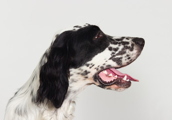 english setter dog looking sideways