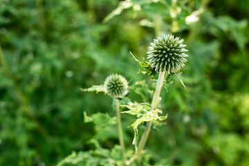 Natural green background with plant Echinops, selective focus