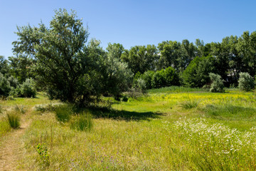 Summer landscape with green trees, meadow and blue sky