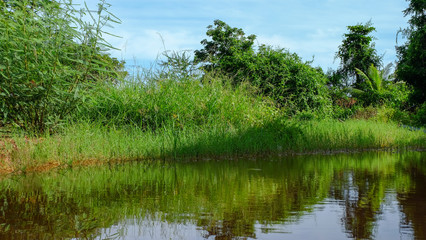 Fototapeta na wymiar Landscape of pond in countryside