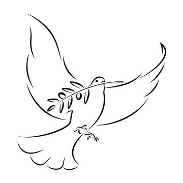 White Dove With Olive Branch. Vector Illustration.