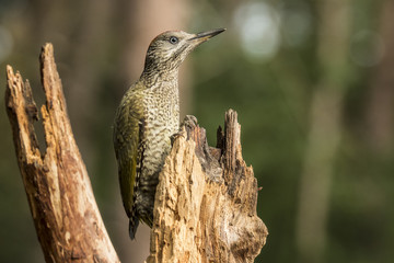Green Woodpecker Juvenile