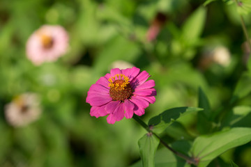 Obraz premium large pink flower-zinnia of the family Asteraceae on the bright blurred green background with flower spots and bokeh