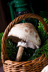 parasol mushroom (Macrolepiota procera or Lepiota procera)