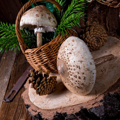 parasol mushroom (Macrolepiota procera or Lepiota procera)