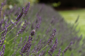 Lavender at Compton Castle