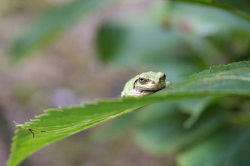 アマガエル