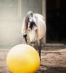 Gray horse play big yellow ball in paddock