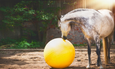 Gray horse looking at big yellow ball in sand paddock