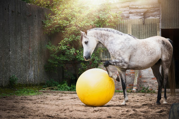 Obraz premium Piękny szary koń gra dużą żółtą piłkę w piasku padoku
