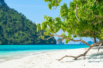 Scencis View of Tropical Island Tree on The Beach
