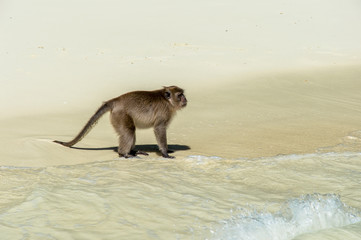 Side View of Monkey on Beach Shore