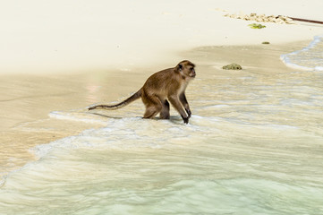 Side View of Wild Monkey on Beach Shore