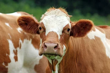Crédence de cuisine en verre imprimé Vache cow, Simmental cattle, looking into camera