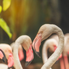 Flamingo birds standing close to each other look like a heart-shaped neck..