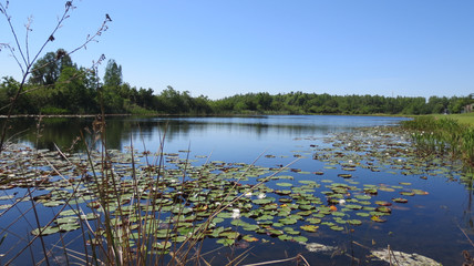 Lily Pads on a Peaceful Pond