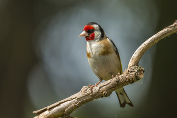 Goldfinch