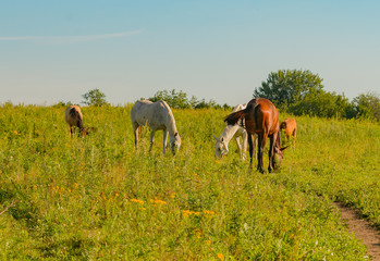 Horse on open pasture.