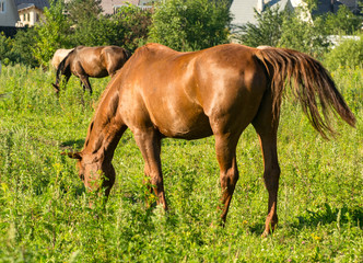 Obraz premium Horse on open pasture.
