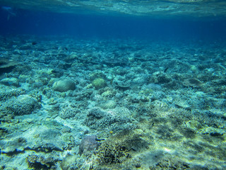Fototapeta na wymiar Die Unterwasserwelt eines indonesischen Korallenriffs