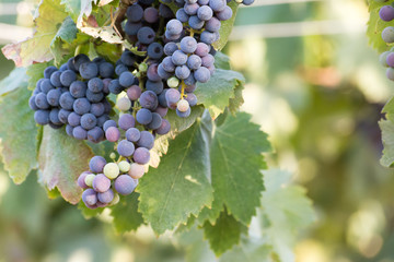italian wine grapes