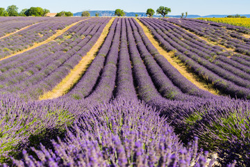 Lavender fields in summer in Valensole. Alpes de Haute Provence, PACA Region, Southern French Alps, France