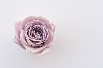 Rose - Rosenblüte isoliert auf weissem Hintergrund