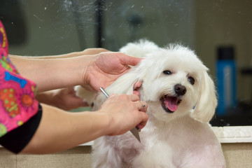 Hands with comb brushing dog. Dog grooming, maltese. Useful dog grooming tips.
