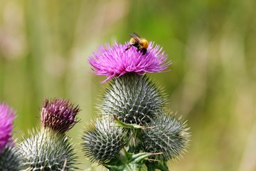 Abeille butinant un chardon 