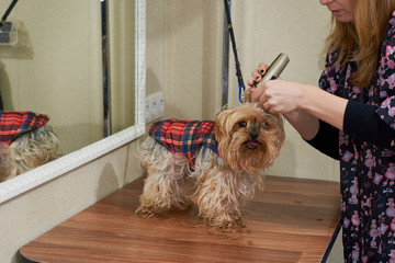 Woman with trimmer grooming dog. Cute york terrier. Dog grooming techniques.