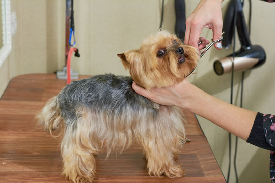 Female hands trimming york terrier. Cute little dog, grooming salon.
